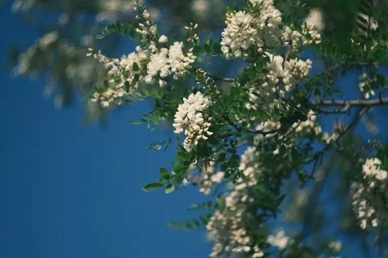 白い花の咲く木